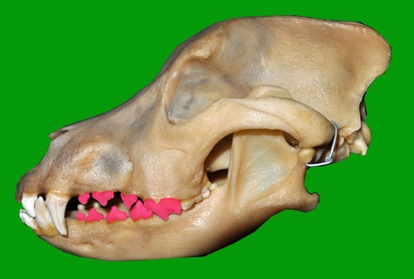 <p>Identify the type of teeth shaded.</p>