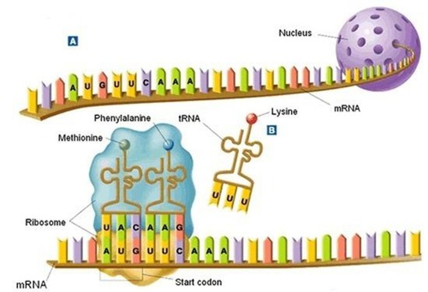 <p>Synthesis of polypeptide from mRNA.</p>