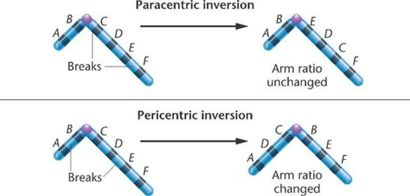 <p>paracentric and pericentric</p>