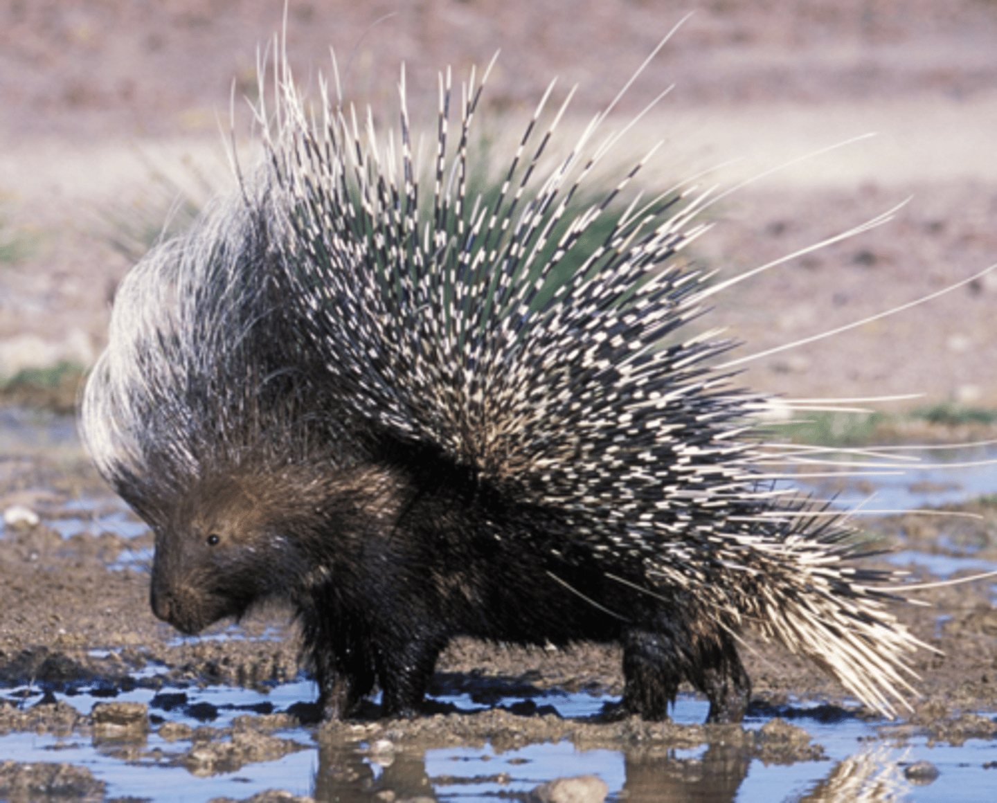 <p>Family, Suborder, Order, Infraclass, Subclass</p><p>sub-Saharan Africa, SW/S Asia, Indonesia</p>