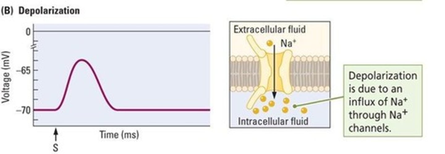 <p>The membrane potential becomes more positive due to an inward flow of sodium ions.</p>