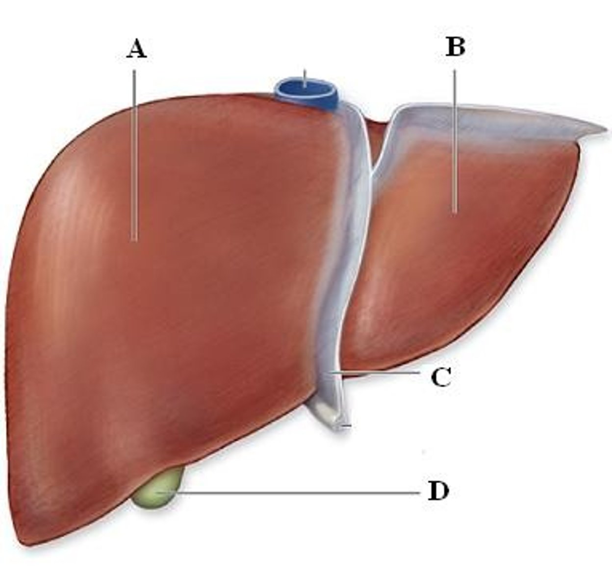 <p>liver macrophage</p>