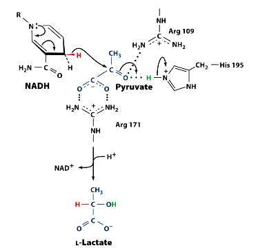 <p>The second step is the NADH transfer. <br>What is unusual about the transfer NADH is making in the LDH mechanism??</p>