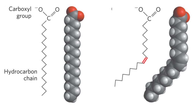 <p>Long Carbon Chain with carboxylic acid at the end. Amphipathic (negatively charged head and nonpolar tail). Can be saturated or nonsaturated.</p>