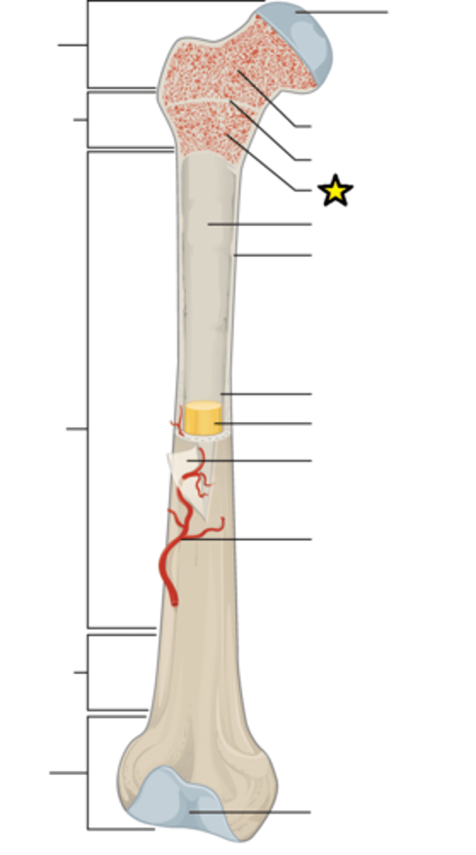 <p>Found in cancellous bone; site of hematopoiesis</p>
