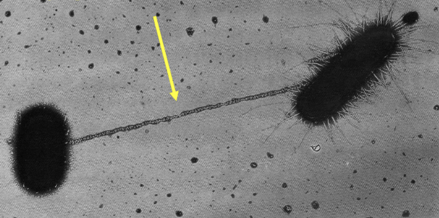 <p>what is the arrow pointing to?</p>