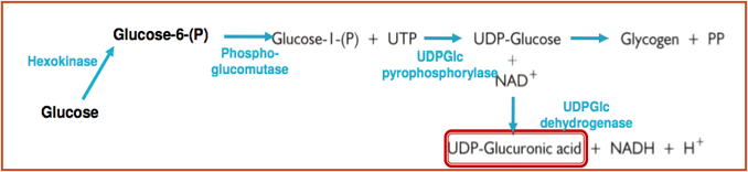 <ul><li><p><strong>UDPGlc </strong>is <strong>oxidized </strong>at carbon 6 to yield <strong>UDP-glucuronate/UDP-Glucuronic acid</strong></p></li><li><p>Enzyme used is NAD-dependent<strong> UDPGlc dehydrogenase</strong></p></li></ul>