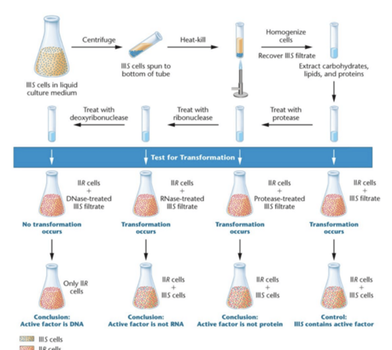 <p>-1944 published results of their experiment</p><p>- DNase (deoxyribonuclease) utilized to destroy transforming activity</p><p>- demonstrated transforming principle was DNA, not protein</p>