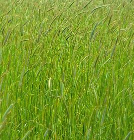 <p>annual bunchgrass</p>