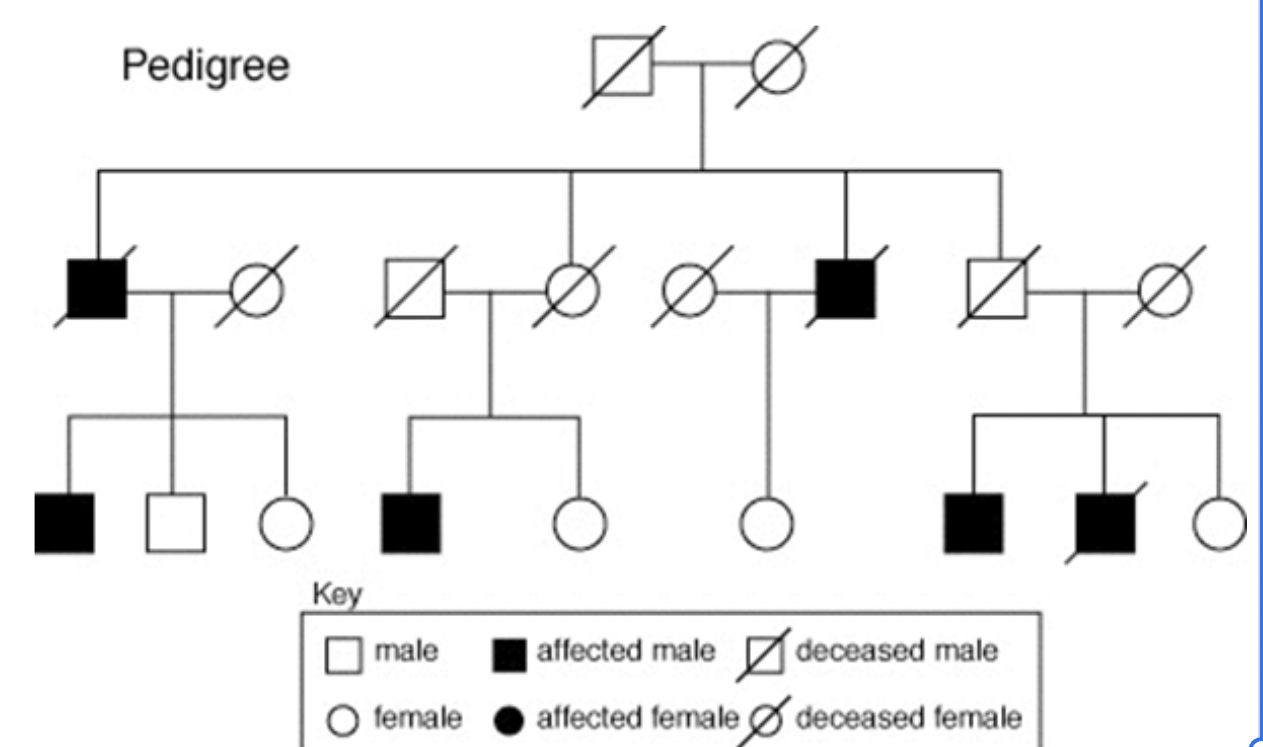<p><span style="background-color: transparent;"><span>special family tree diagrams showing genetic disorders. </span></span></p>