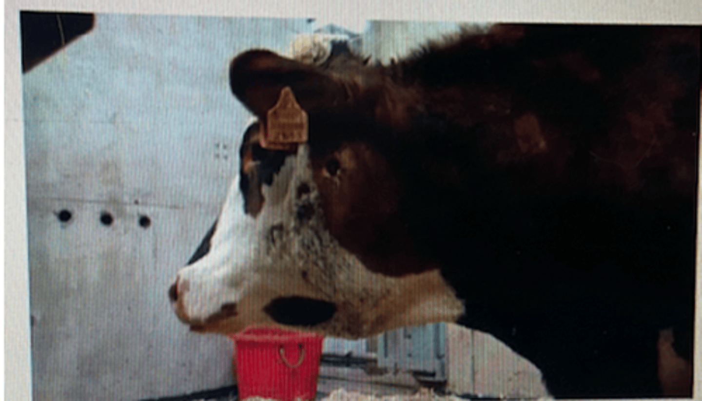 <p>What bacterial infection fits the clinical presentation of a bullock with discharging sinuses over the lymph nodes of the head?</p><p>a. Streptococcus equi</p><p>b. Actinomyces bovis - lumpy jaw</p><p>c. Actinobacillus lignieresii - this pic is timber tongue</p><p>d. Staphylococcus aureus</p><p>e. Streptococcus zooepidemicus</p>