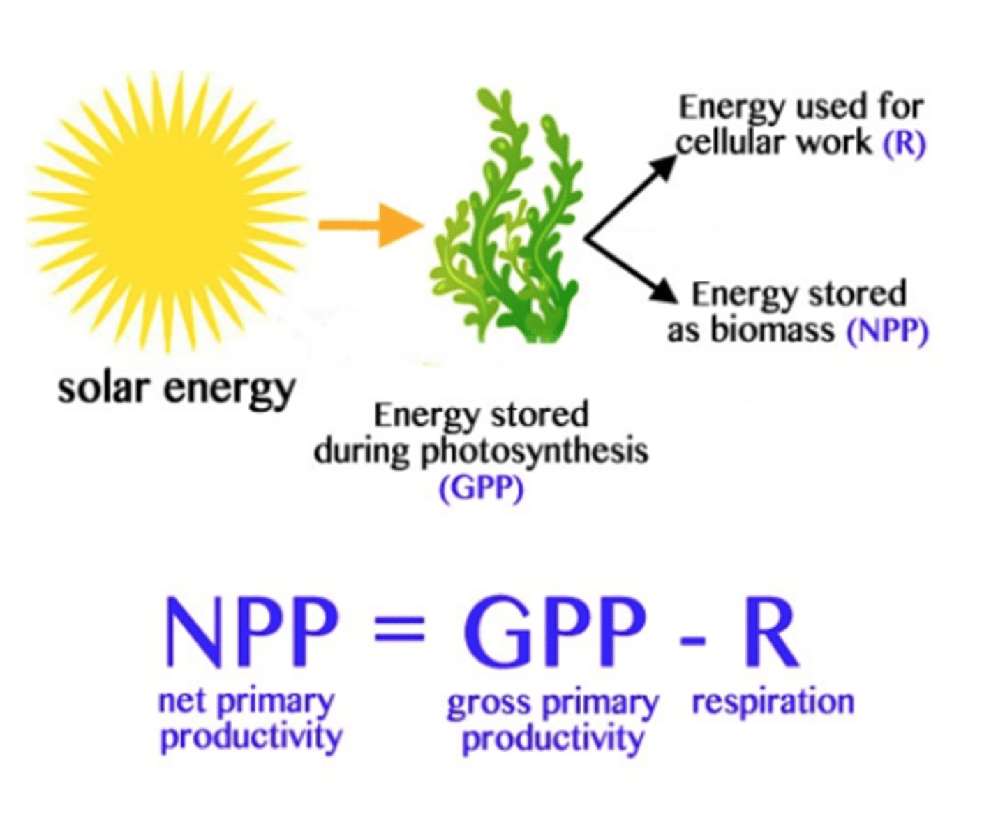 <p>Measurement of the energy accumulation within an ecosystem, calculated as the total amount of carbon fixed per year minus the amount that is oxidized during cellular respiration. (Estimate of all the organic matter available as food) [Total Carbon (C) - amount it oxidized) </p>