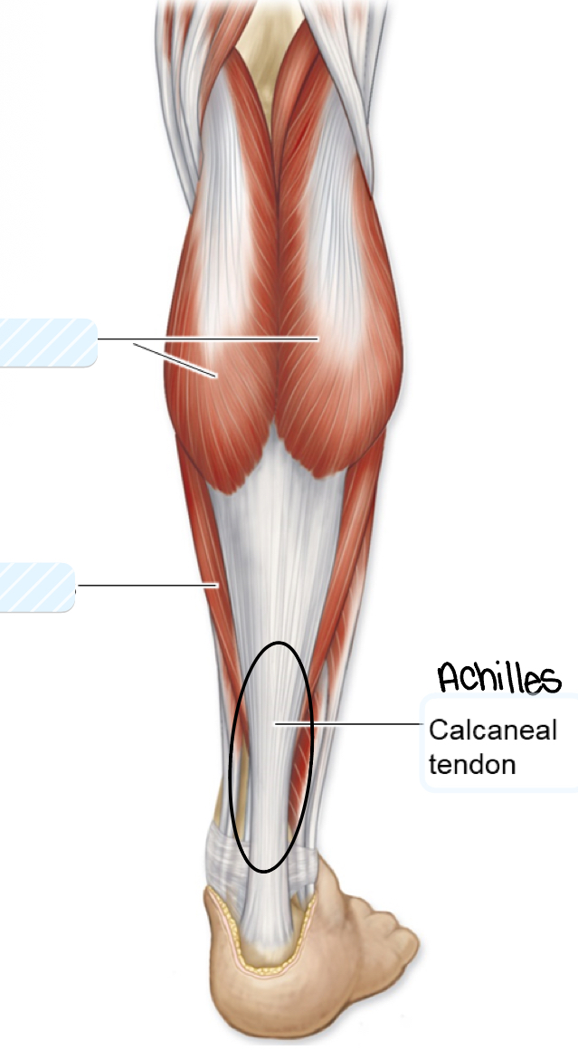<p>calcaneal tendon (Achilles)</p>