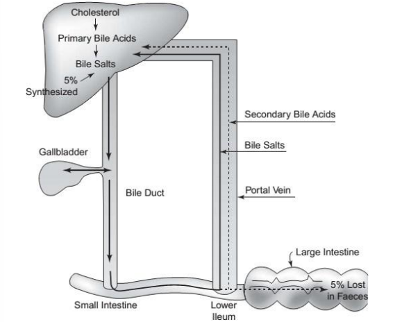 <ul><li><p><strong>drug reenters the intestinal tract from the liver </strong>through bile duct </p></li><li><p><strong>BILIARY RECYCLING</strong></p></li></ul><p></p>