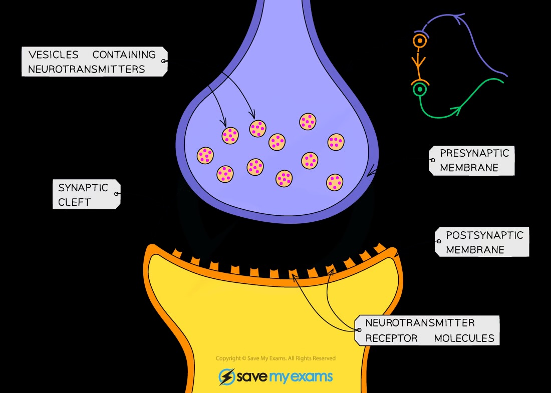 <p>Vesicles with neurotransmitters, synaptic gap, receptor proteins</p>