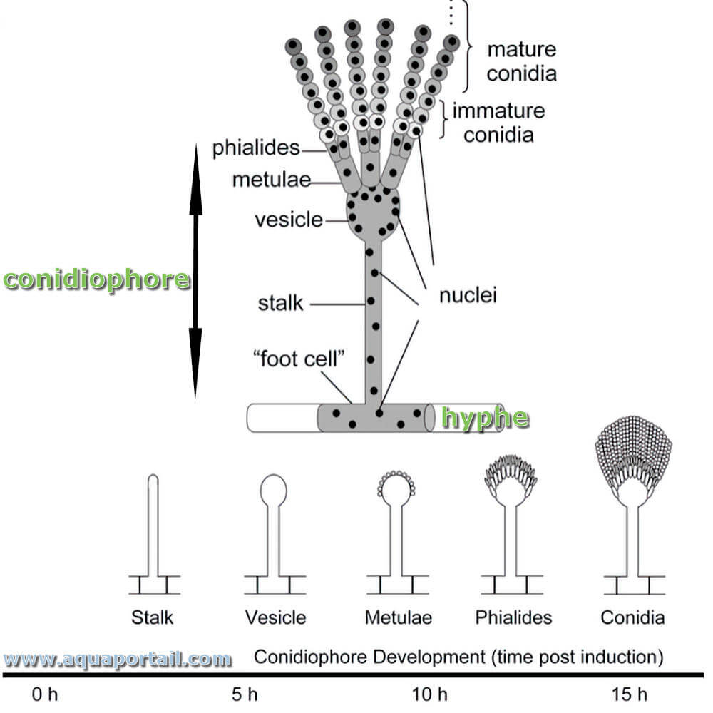 <p><strong>Conidiophores / Sporangiophores</strong>:</p><ul><li><p><strong>_____________</strong>:</p><ul><li><p>Specialized aerial hyphae that produce <strong>conidia</strong> (asexual spores) at their tips.</p></li><li><p>Example: <em>Aspergillus</em>, <em>Penicillium</em>.</p></li></ul></li><li><p><strong>Sporangiophores</strong>:</p><ul><li><p>Specialized aerial hyphae that produce <strong>sporangia</strong>, which contain sporangiospores.</p></li><li><p>Example: <em>Rhizopus</em>.</p></li></ul></li></ul><p></p><p><strong>Specialized Hyphal Structures</strong></p><p>Molds have evolved specialized hyphal structures to support their growth and reproduction:</p>