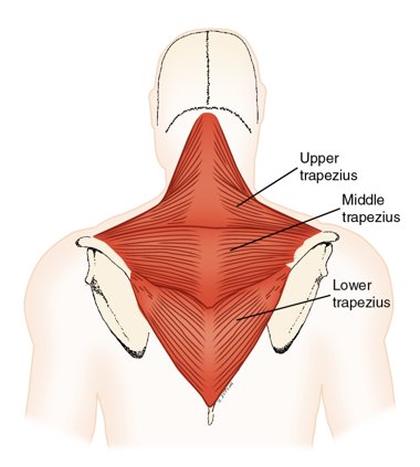 <p>Upper Trapezius - Insertion</p>
