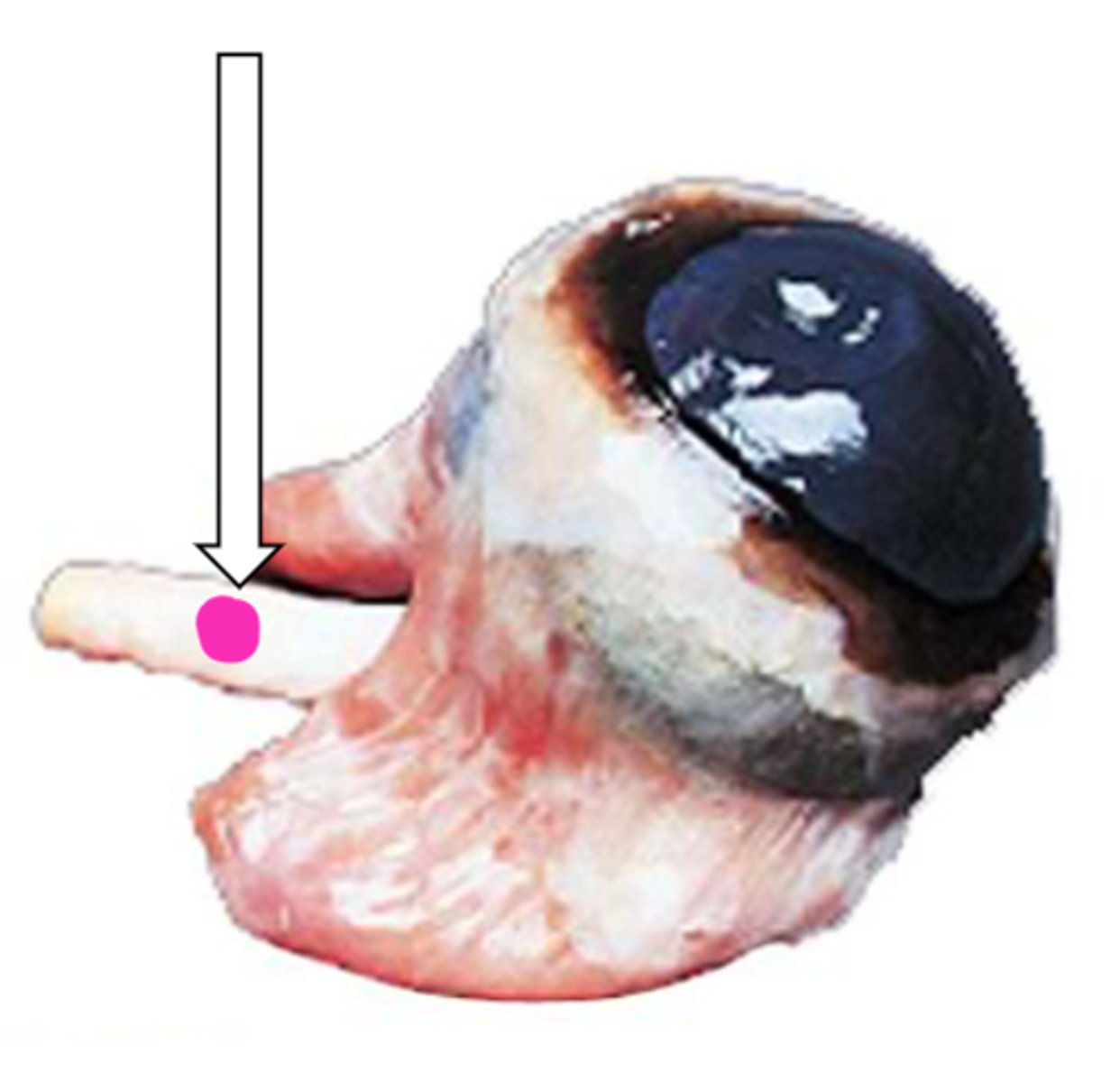 <p>name the structure</p>