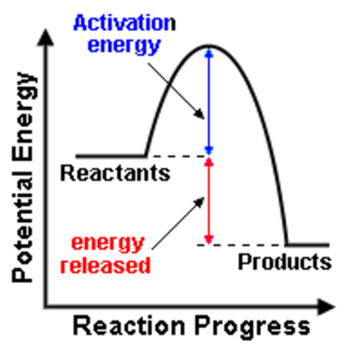 <p>A chemical reaction in which energy is released; often occurs spontaneously</p>