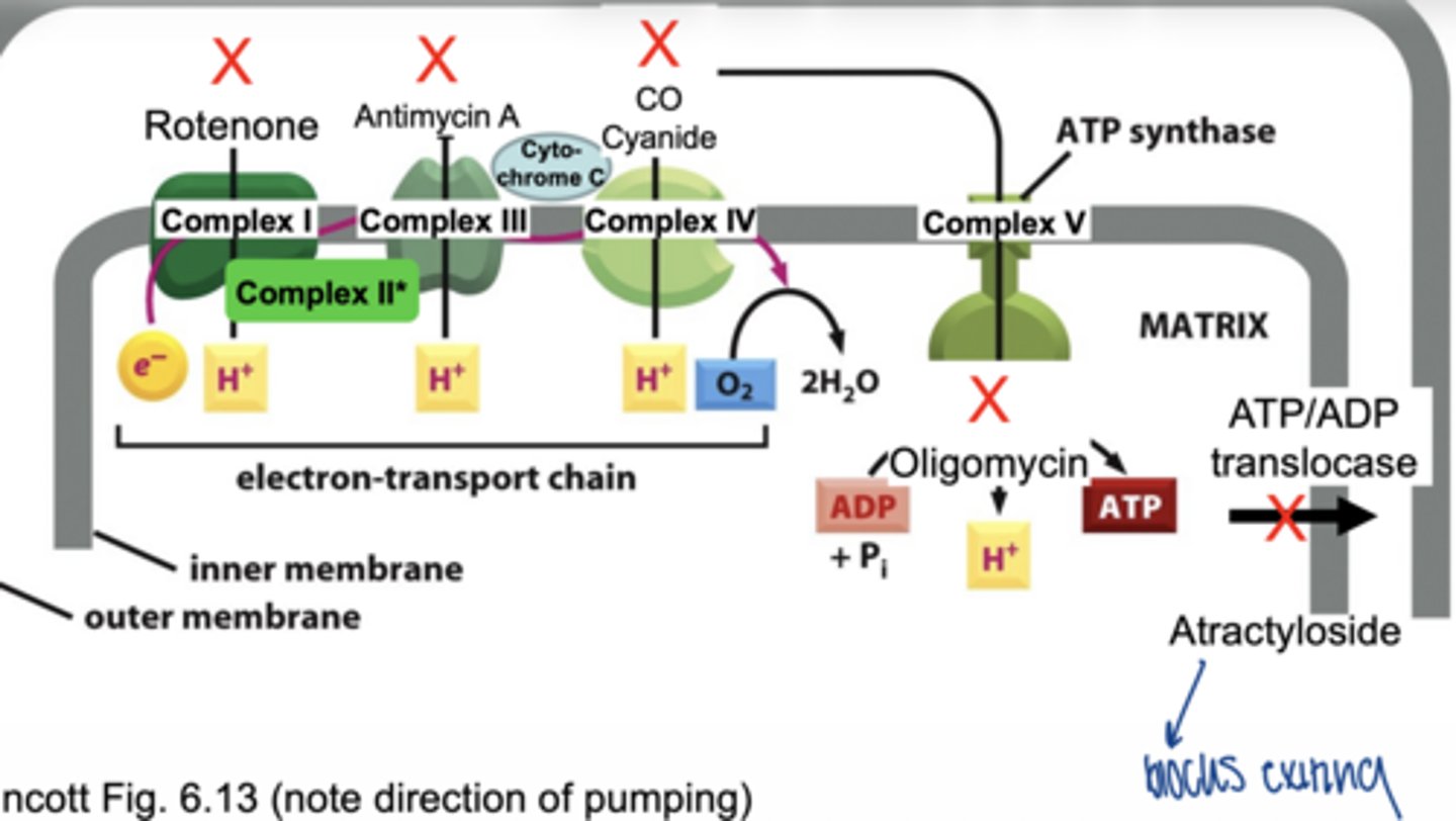 <p>ATP/ADP translocase</p><p>atractyloside (blocks exiting)</p>