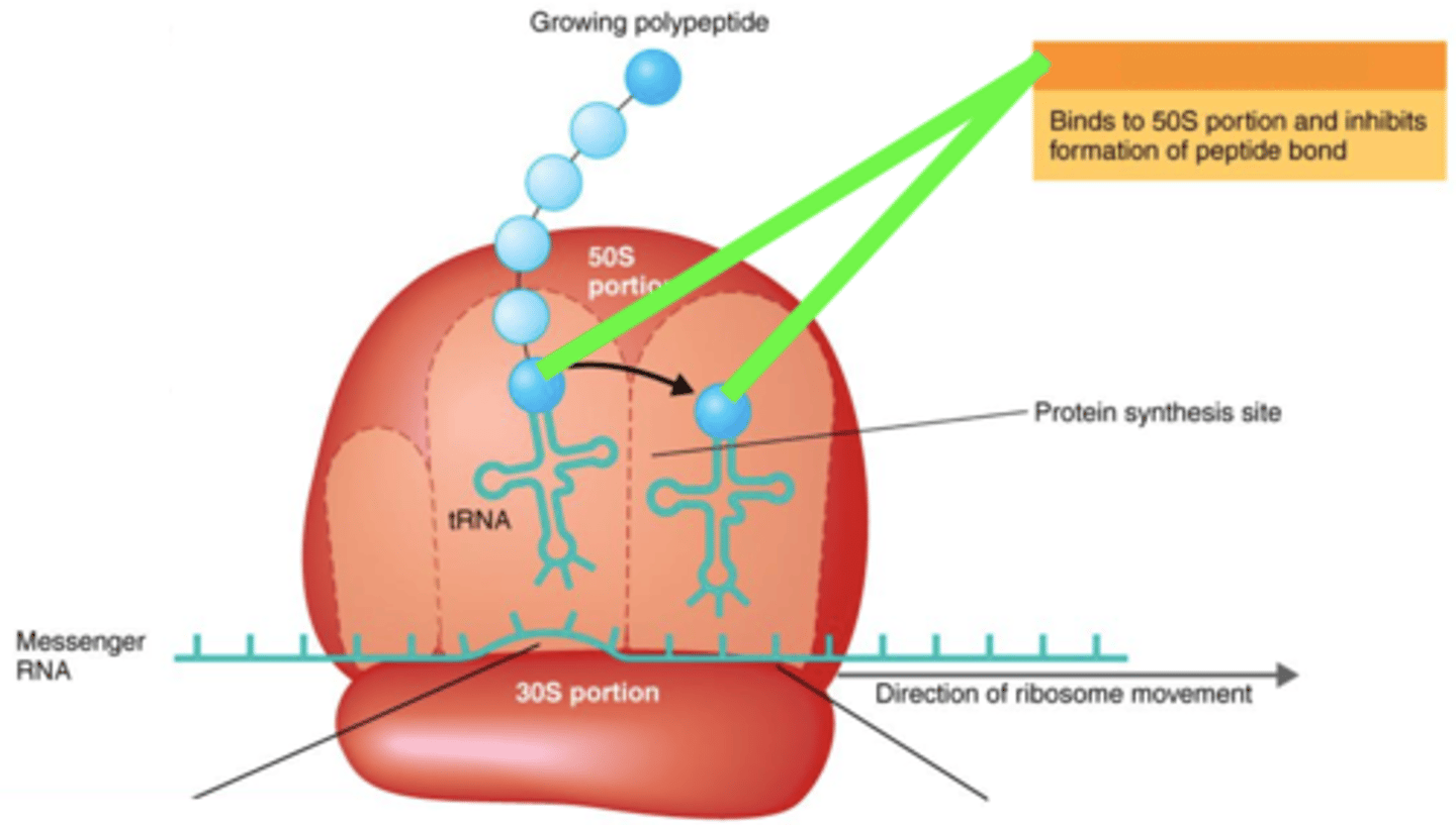 <p><strong>Antibiotics That Inhibit Protein Synthesis</strong></p><p></p><p>- Binds to 50S ribosomes, thus inhibits peptide bond formation</p><p>- Broad-spectrum</p>