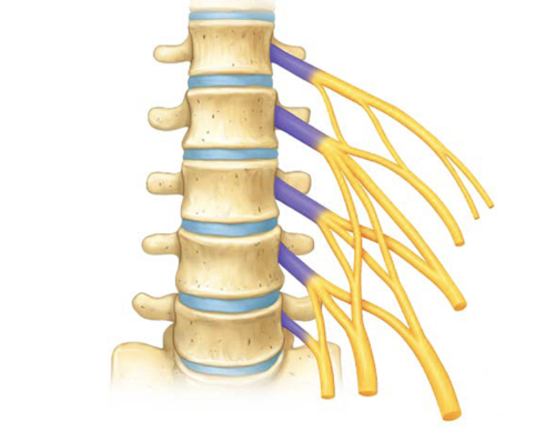 <p><span>lower back nerves</span></p>