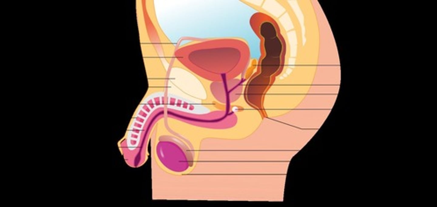 <p>Transports semen into vagina.</p>