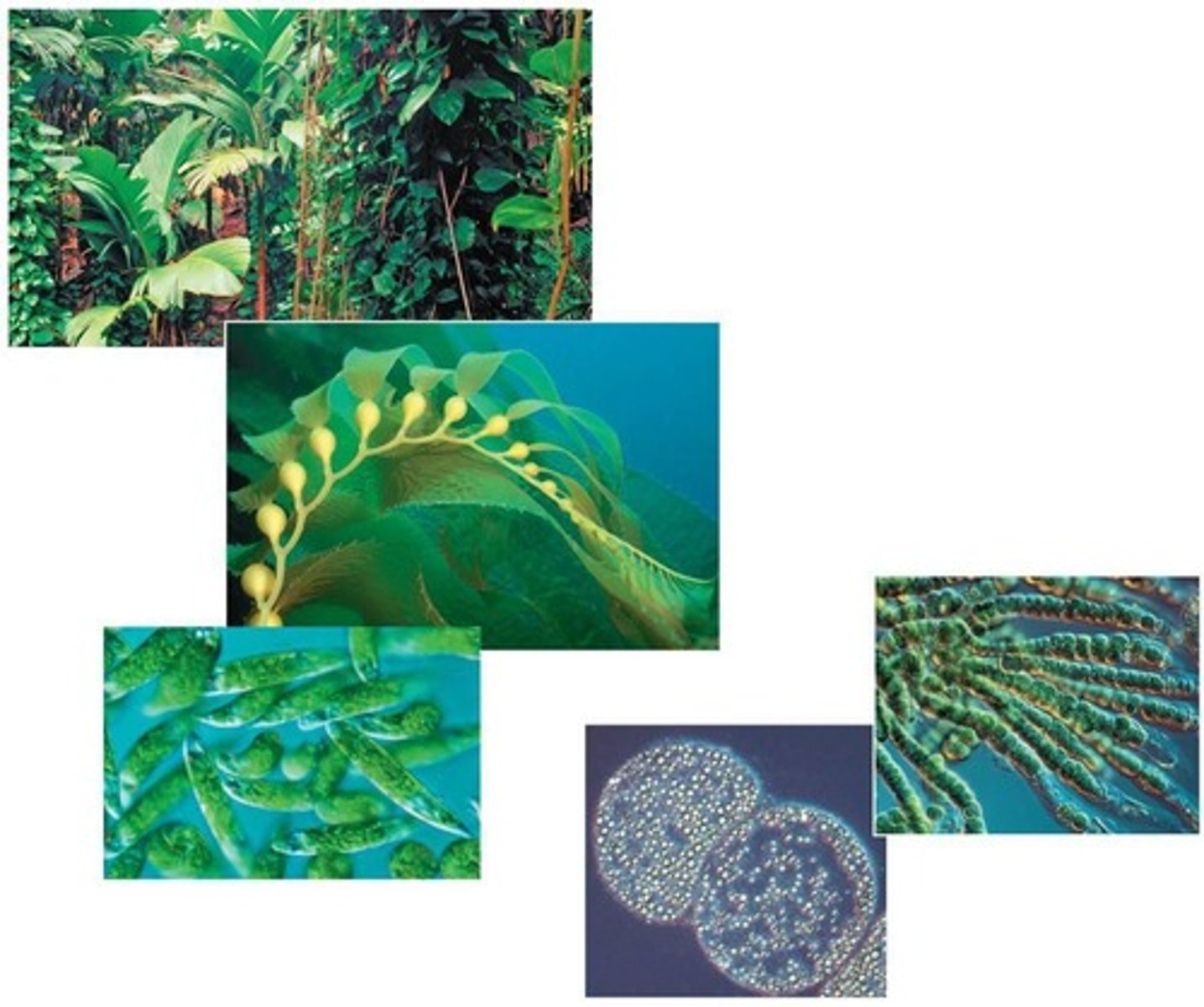 <p>Organisms that sustain themselves without eating anything derived from other organisms.</p>