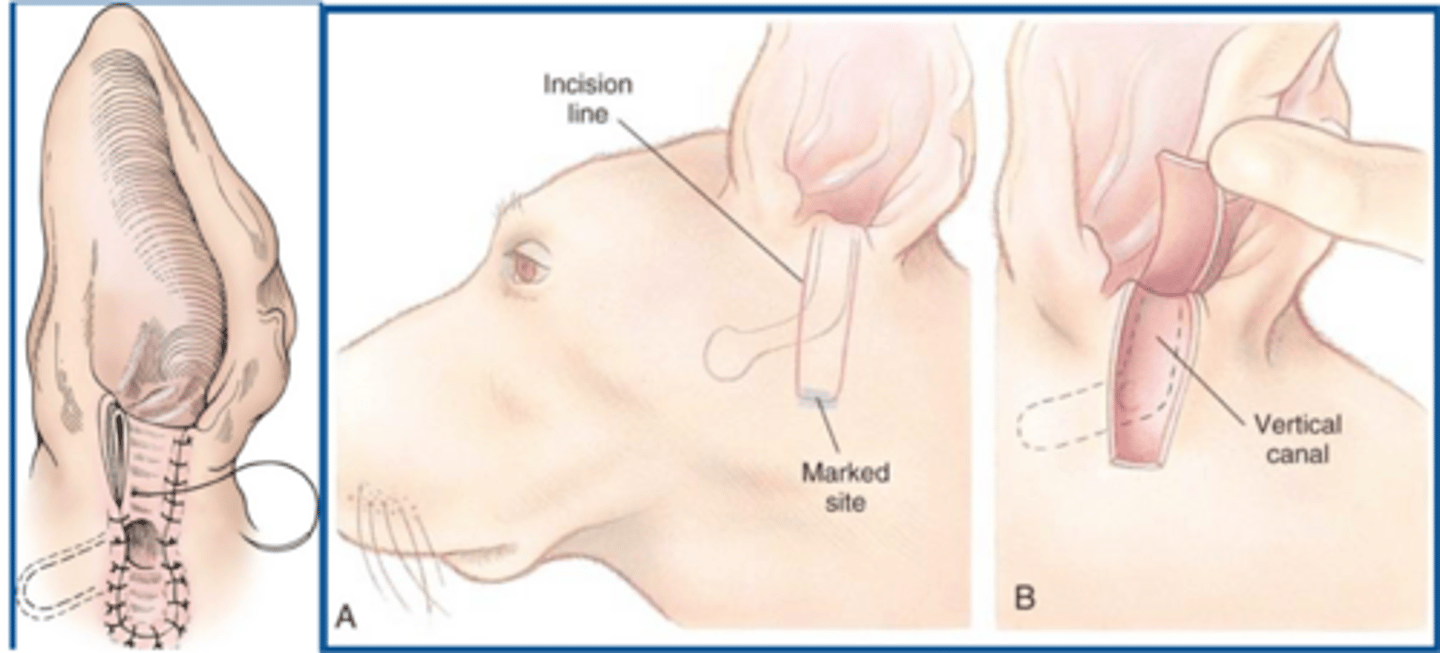 <p>when doing a lateral ear canal resection, it is important for the owner to understand that....</p>