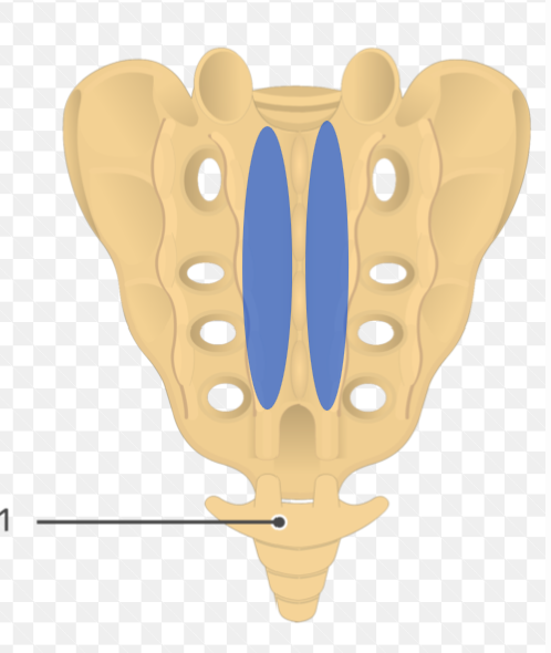 <p>Highlighted is the?</p>