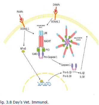 <p>Mitochondrial DNA and ATP</p><p>Histone proteins</p><p>Necrotic cells</p><p>Heat shock proteins</p><p>Uric acid crystals</p><p>High mobility group box 1 (HMBG1)</p><p>extracellular matrix breakdown products</p>