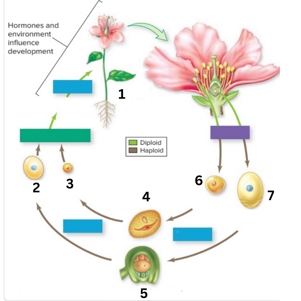 <p>What process is the purple box meant to represent?</p>