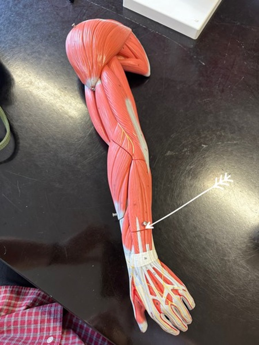 <p>NOTE not the real location of the muscle, practical will test this question by indicating ABOVE cut edge.</p>