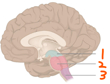 <p>Brain Stem:</p><ol><li><p>___ </p></li><li><p>___ </p></li><li><p>___ ___</p></li></ol><ul><li><p>Functions in ___ behavior, has fiber tracts to connect ___ and ___ ___ centers, and associated with ___ (#) of the 12 ___ ___</p></li><li><p>Medulla Oblongata is associated with the ___ ___ center</p><ul><li><p>Has many functions that overlap with the ___</p></li><li><p>___ center, ___ center, ___ center, and involved with vomiting, hiccupping, swallowing, coughing, sneezing</p></li></ul></li></ul><p></p>