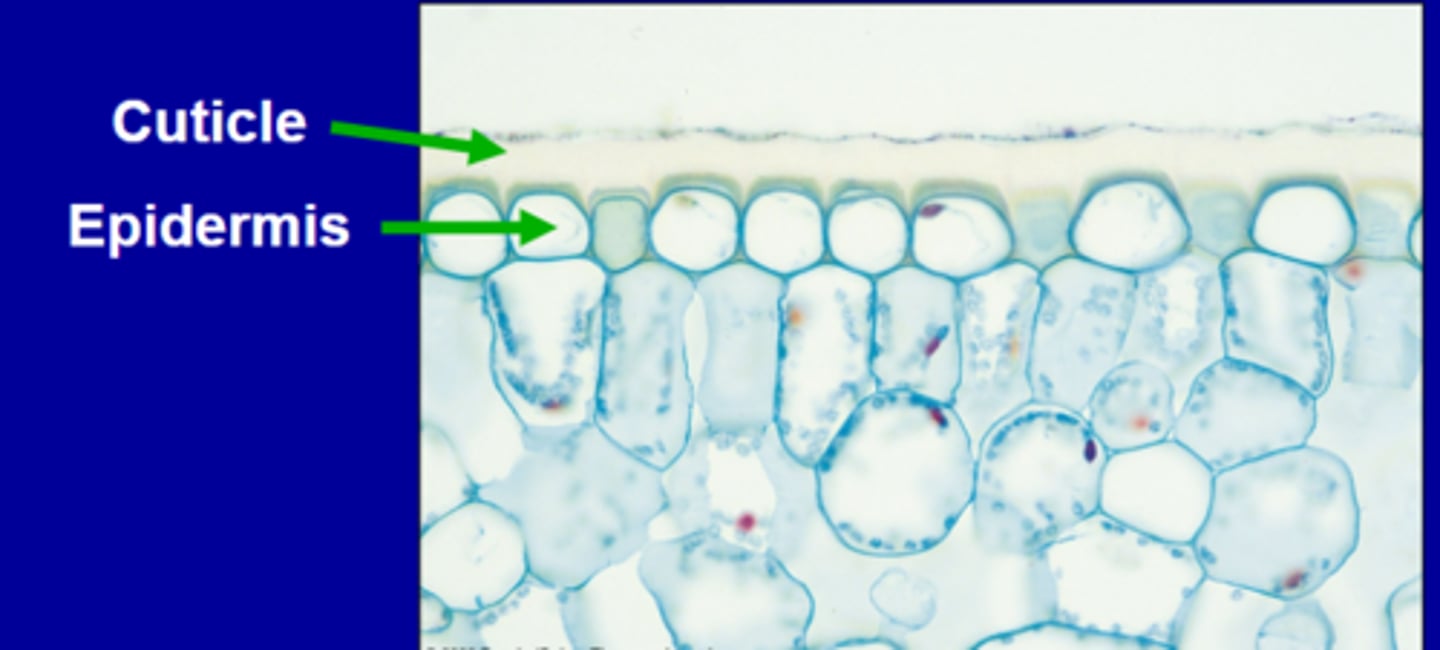 <p>-Consists of the: epidermis (in primary growth), and the cuticle.</p>