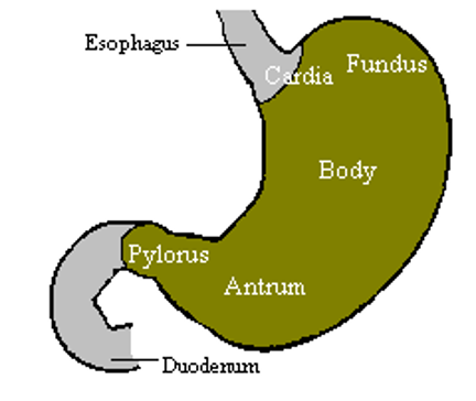 <p>cardia, fundus (above GEJ), body (corpus), antrum</p>