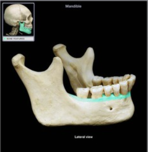 <p>also known as alveolar process</p>