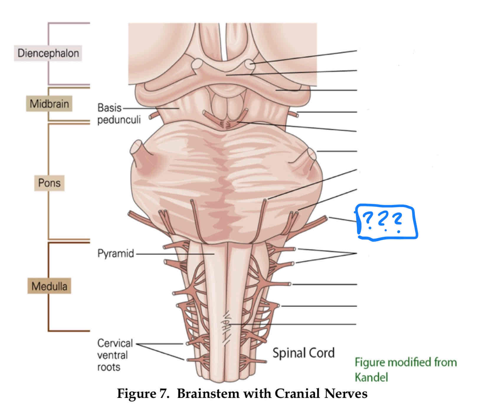 <p>audition and vestibular balance functions</p>