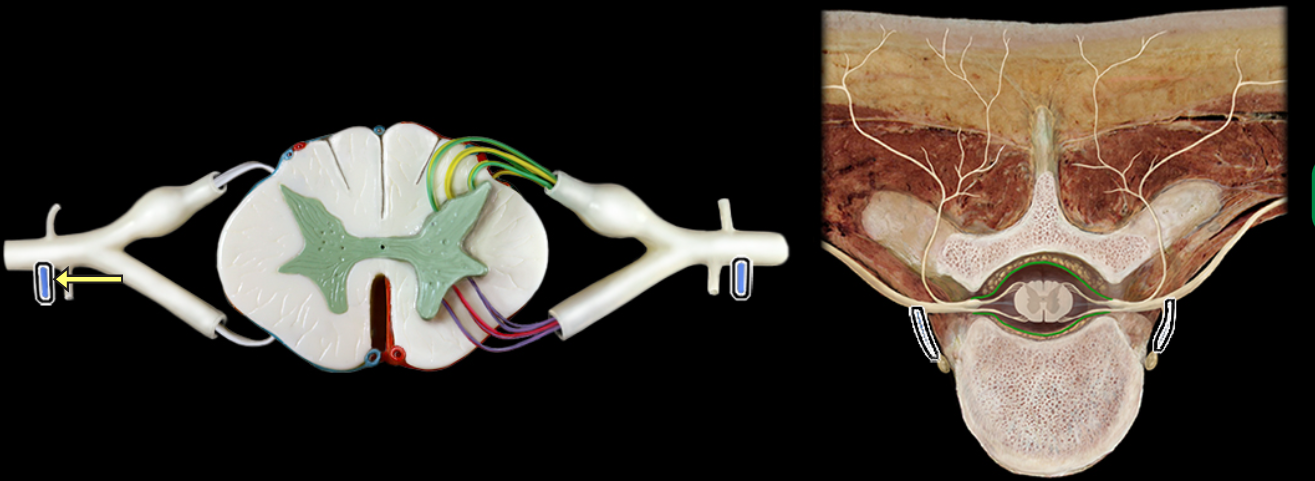 <p>White ramus communicans</p>