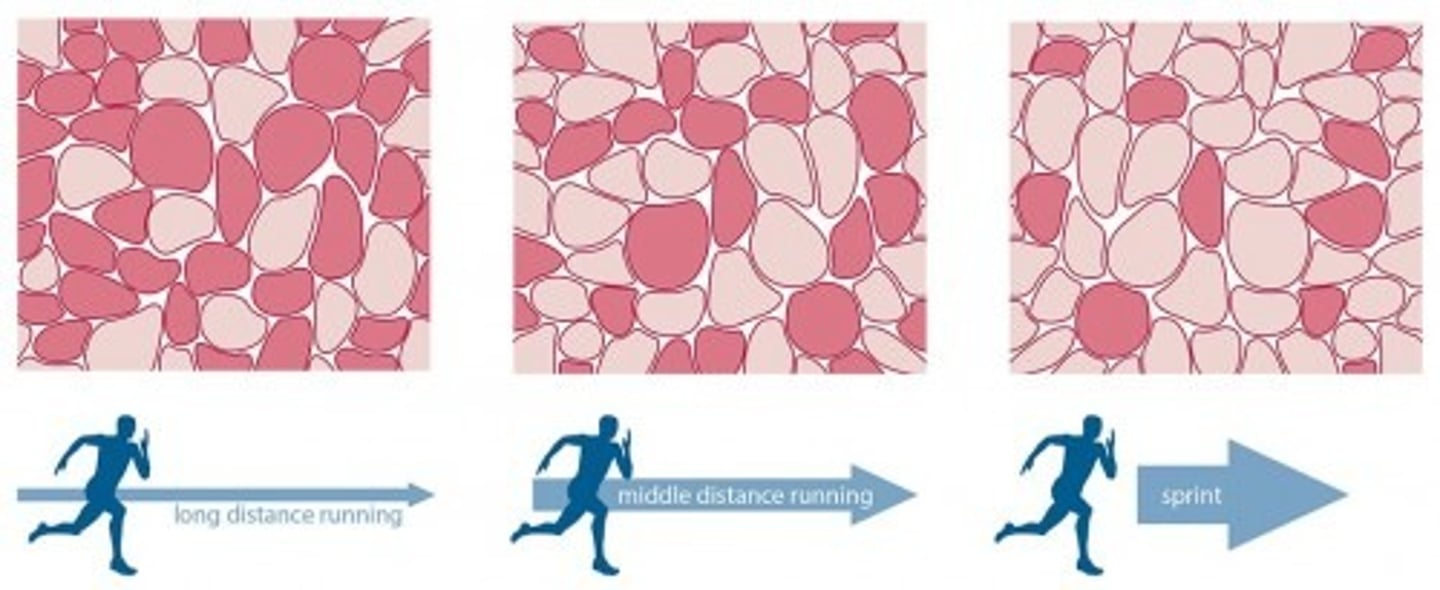 <p>Type 1 muscle:</p><p>- SLOW twitch</p><p>- RED fibers due to increased mitochondria and myoglobin concentration (increased oxidative phosphorylation) --> allows for sustained contraction</p><p>- proportionally increased after endurance training</p><p>Type 2 muscle:</p><p>- FAST twitch</p><p>- WHITE fibers resulting from decreased mitochondria and myoglobin concentration (increased anaerobic glycolysis)</p><p>- proportionally increased after weight/resistance training</p>