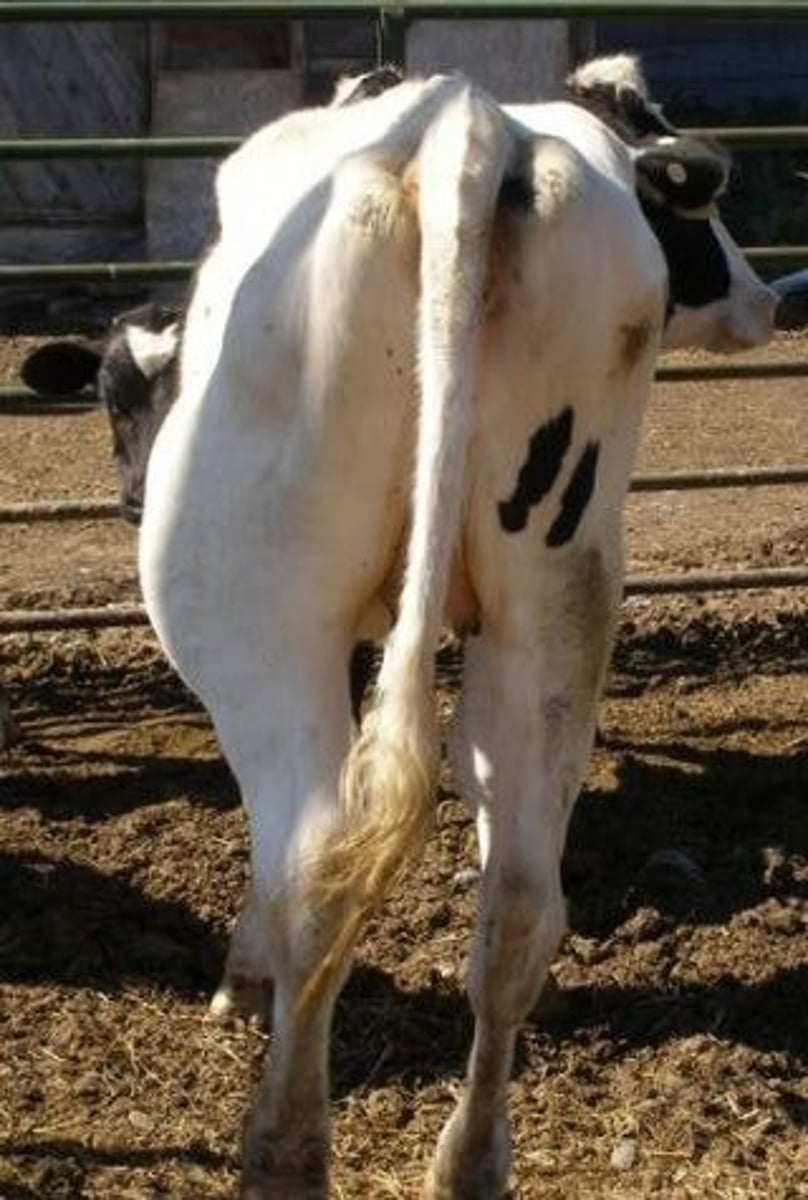 <p>When the abomasum of a cow fills with gas and is pulled upward</p>