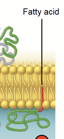 <p><strong>THREE CLASSES OF MEMBRANE PROTEINS</strong></p><p>Proteins that attach to a lipid in the bilayer, assume place alongside similar fatty acid tails.</p><ul><li><p>target and stabilize the membrane association of proteins</p></li></ul>