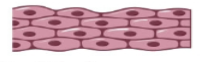 <p>when tissues have many cell layers; thick —> protective; lines the oral cavity, vagina, and anal canal, and esophagus</p>