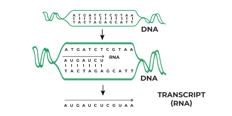 <p>The process by which <strong><u>DNA is copied into mRNA.</u> It has 3 main steps:</strong></p><p><strong>1) <em>Initiation:</em>&nbsp;</strong></p><ul><li><p class="Paragraph SCXO236771554 BCX0" style="text-align: left">An enzyme called <strong>RNA</strong> <strong>polymerase</strong> binds to the promoter (a special DNA sequence that signals the start of a gene).<span style="color: windowtext">&nbsp;</span></p></li><li><p class="Paragraph SCXO236771554 BCX0" style="text-align: left">The <strong>DNA strands unwind</strong>, and one strand (the template strand) is used to make RNA.<span style="color: windowtext">&nbsp;</span></p><p class="Paragraph SCXO236771554 BCX0" style="text-align: left"><strong><em>2) Elongation:</em>&nbsp;</strong></p><ul><li><p class="Paragraph SCXO236771554 BCX0" style="text-align: left">RNA polymerase moves along the DNA, <strong>reading</strong> the template strand and <strong>building</strong> a complementary mRNA strand.<span style="color: windowtext">&nbsp;</span></p></li><li><p class="Paragraph SCXO236771554 BCX0" style="text-align: left">Instead of thymine (T), RNA uses <strong>uracil</strong> (U), so A pairs with U instead of T.<span style="color: windowtext">&nbsp;</span></p></li><li><p class="Paragraph SCXO236771554 BCX0" style="text-align: left">Example: If the DNA has TACG, the mRNA copy will be AUGC.<span style="color: windowtext">&nbsp;</span></p></li></ul><p class="Paragraph SCXO236771554 BCX0" style="text-align: left"><strong><em>3) Termination:</em>&nbsp;</strong></p><ul><li><p class="Paragraph SCXO236771554 BCX0" style="text-align: left">RNA polymerase reaches a <strong>termination signal</strong> (a specific DNA sequence that tells it to stop).<span style="color: windowtext">&nbsp;</span></p></li><li><p class="Paragraph SCXO236771554 BCX0" style="text-align: left">The new mRNA strand is <strong>released</strong>.<span style="color: windowtext">&nbsp;</span></p><p class="Paragraph SCXO236771554 BCX0" style="text-align: left">DNA is a recipe book, and transcription is like writing down a copy of a specific recipe (mRNA).<span style="color: windowtext">&nbsp;</span></p></li></ul></li></ul><p></p>