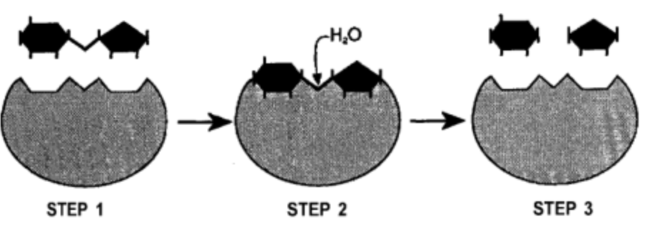 <p><span><span>The picture below depicts the breakdown of a polymer into monomer subunits.&nbsp; What type chemical reaction is depicted?&nbsp;</span></span></p>