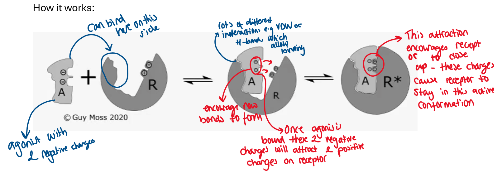 knowt flashcard image