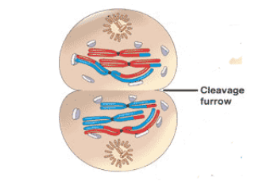 <ul><li><p>The homologous chromosomes uncoil into chromatin. Then cytokinesis takes place to produce 2 cells.</p></li></ul><p></p>