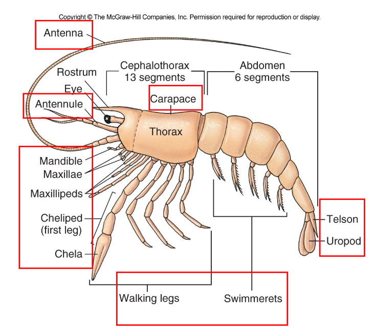 body plan of subphylum crustacea