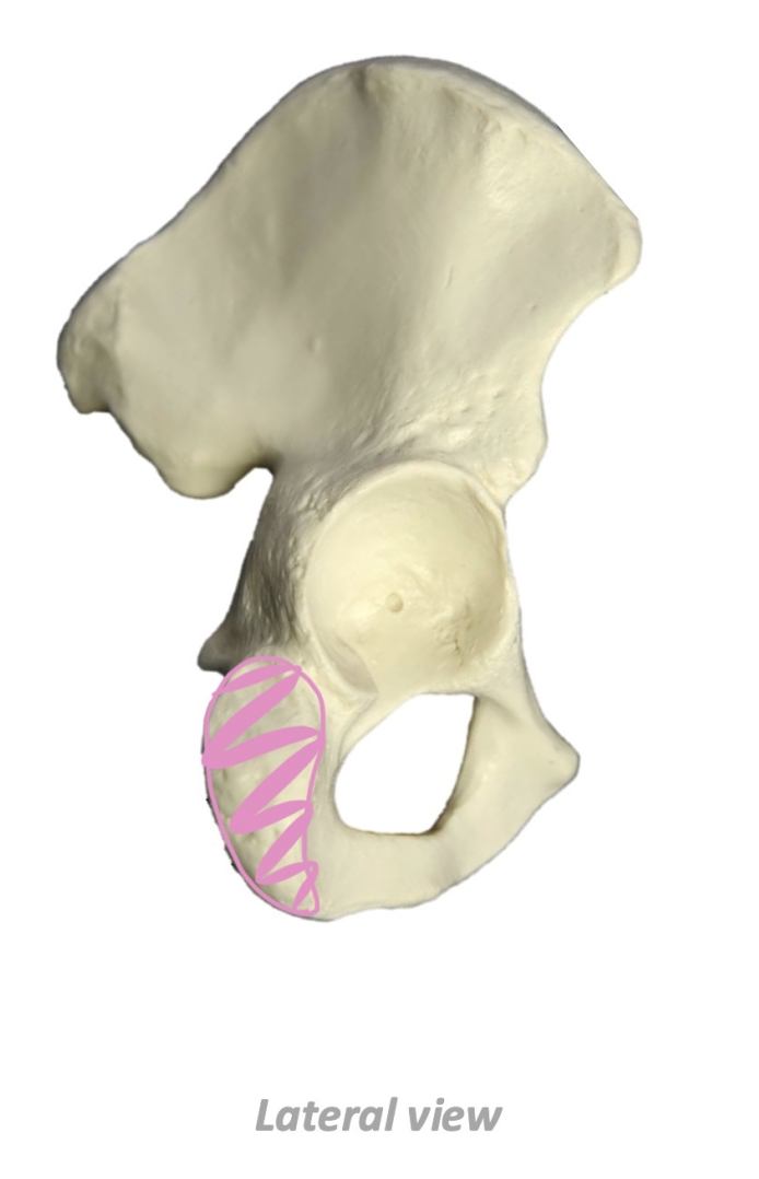 term image