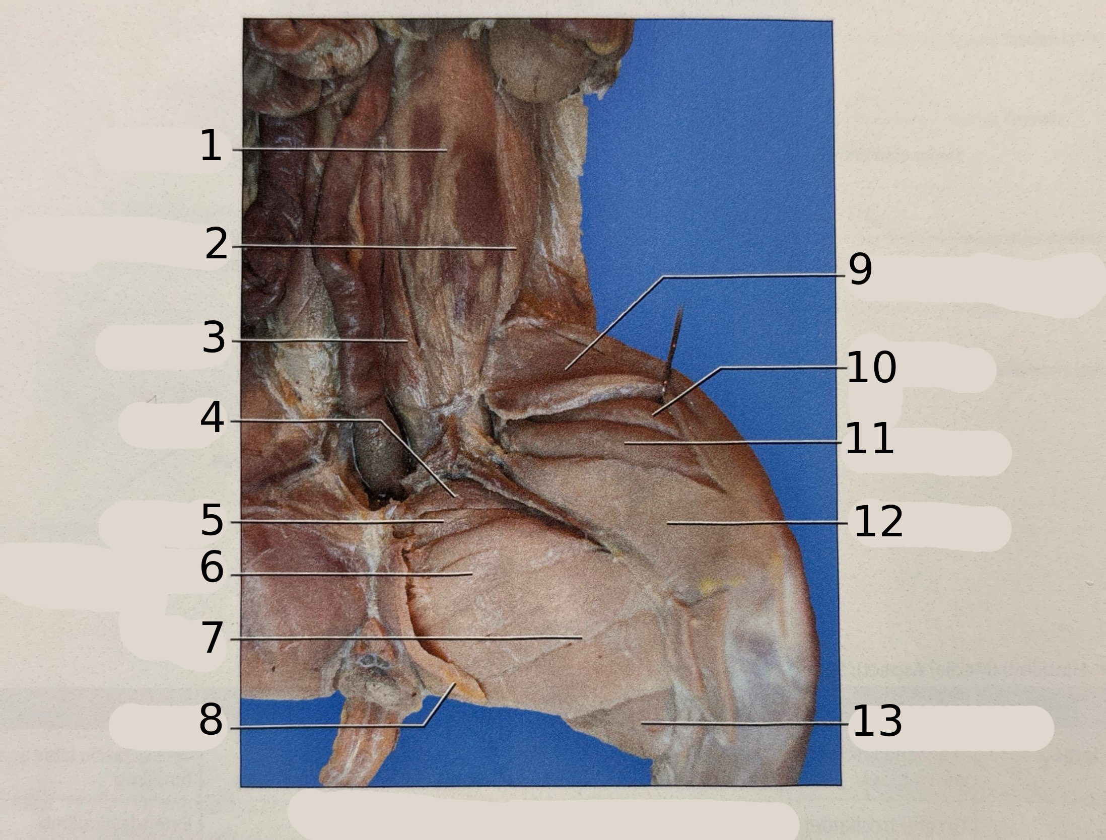 <p>11</p>